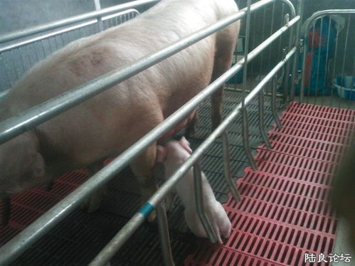 陆良祥发养猪设备厂